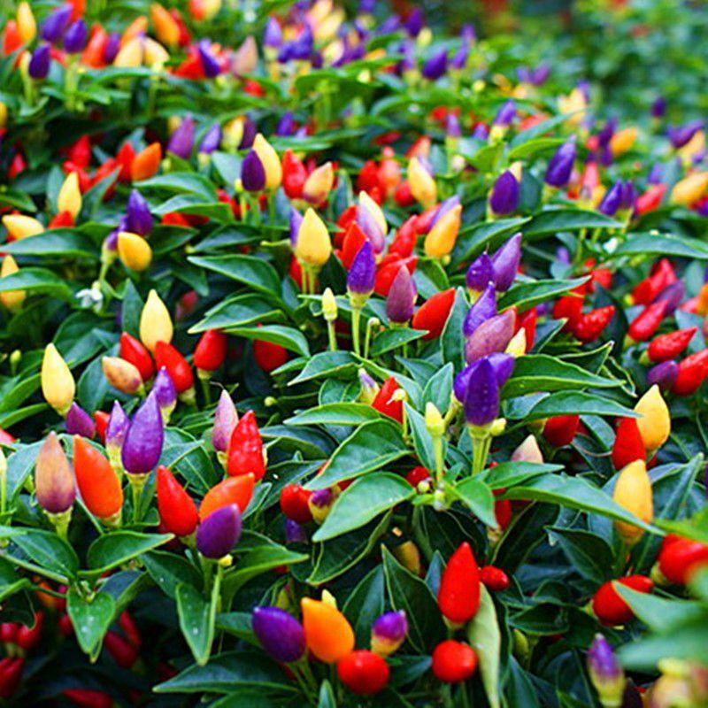 Numex Twilight 20 – 400 Seeds Hot pepper Heirloom Container Rare ornamental