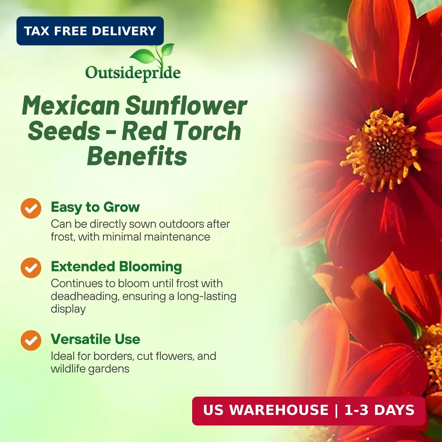 Outsidepride Red Torch Mexican Sunflower Seeds – 1000 Seeds Annual Tithonia, Fas