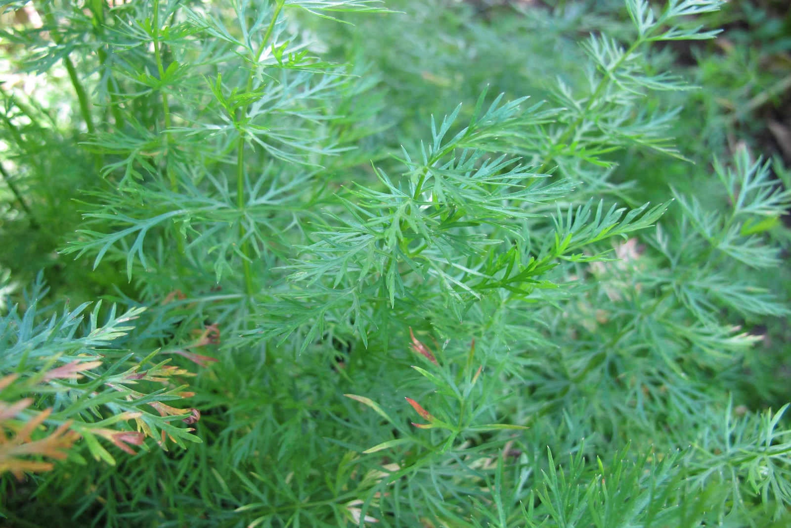 Caraway Seeds for Growing, Non-GMO, With Tracking, Culinary Herb Seeds, Urban
