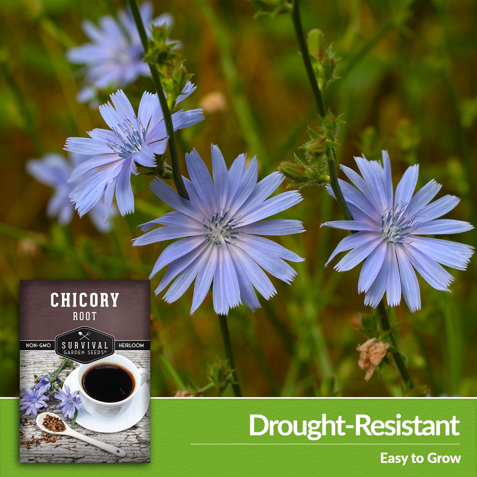 Root Chicory Seeds For Planting NonGMO Heirloom Drought Resistant Perennial 23
