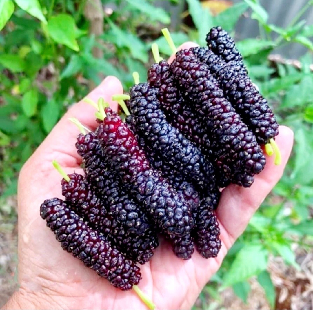 200 Pakistan Mulberry Fruit Tree Seeds Popular Variety Rare Morus Dense fruit