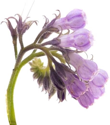 True Comfrey Seeds for Planting (Symphytum officinale) Non GMO, Heirloom – Made