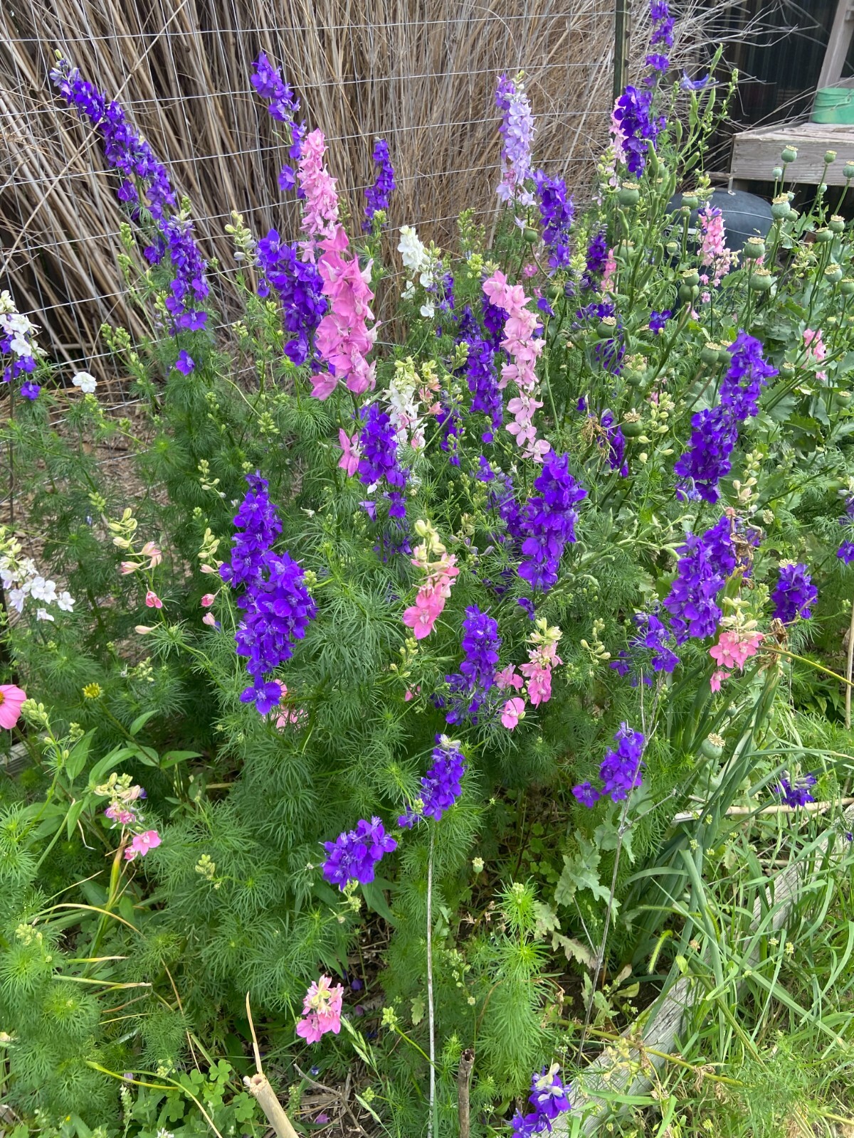 LARKSPUR SEEDS -50 Fresh Seeds – Mixed Colors – GORGEOUS Blooms!! FREE Shipping