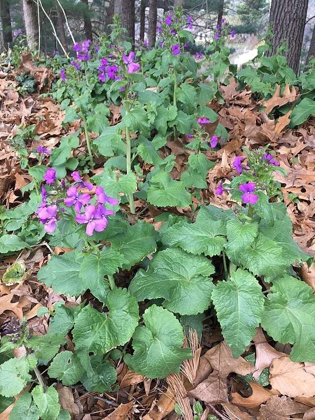 Lunaria annua | Money Plant | 25 Seeds