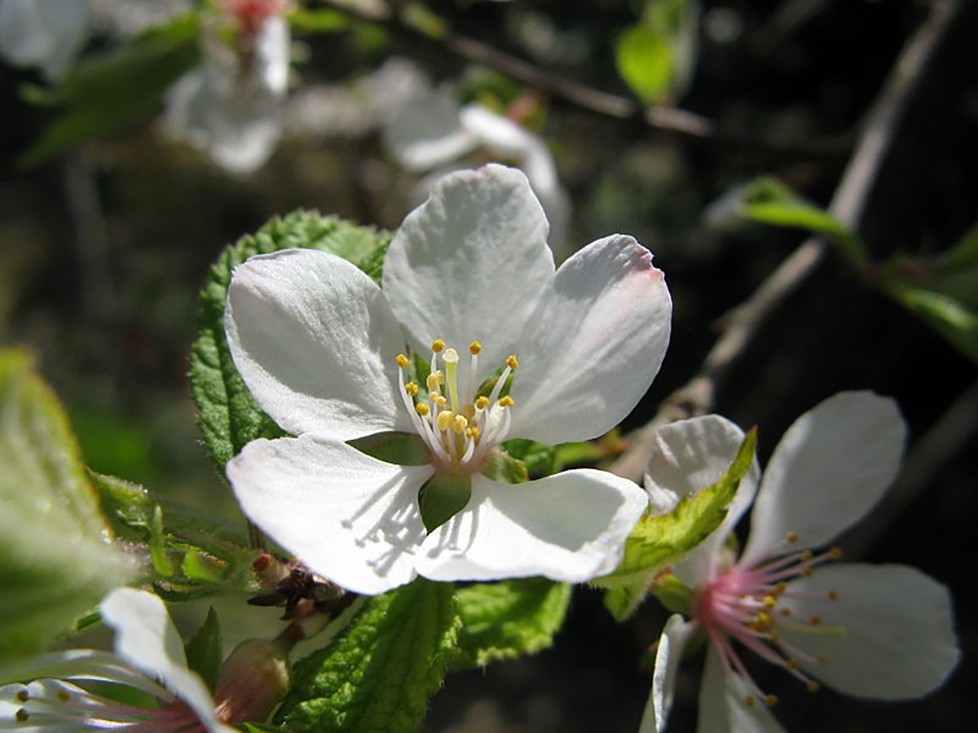 Nanking Bush Cherry, Prunus tomentosa, Shrub Seeds (Edible, Hardy, Fast)