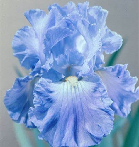 Bearded Iris FULL TIDE 1 Flower Plant Bulb Bare Root WISTERIA BLUE 1970 Awards
