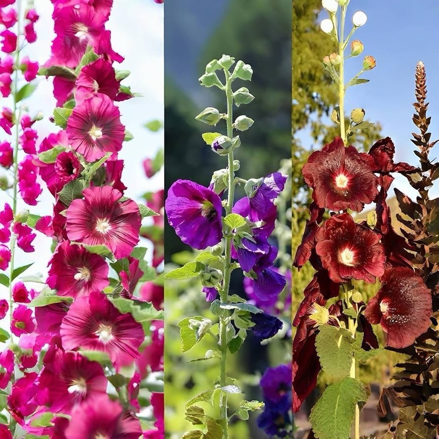 Hollyhock Mix Flower Seeds (50) Fifty Seeds. Free Shipping!