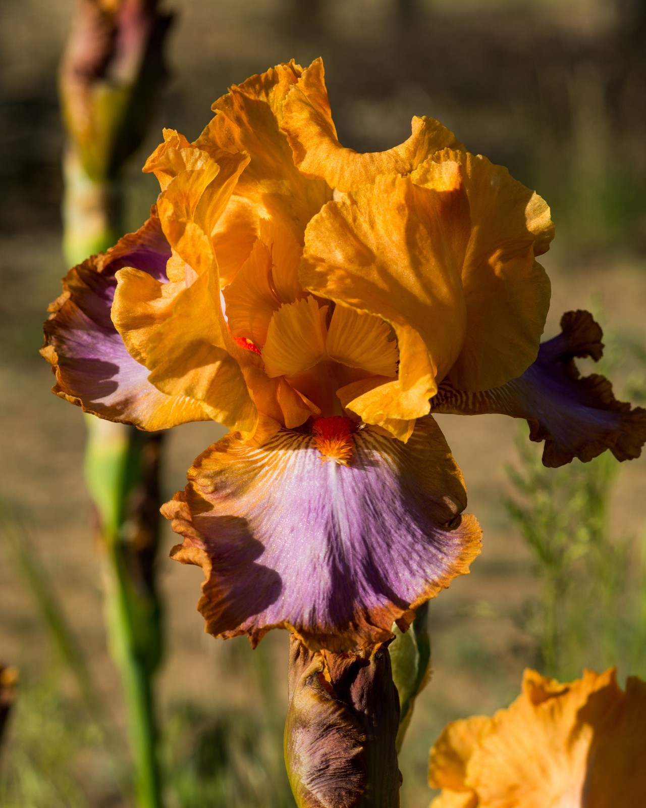 ** GRAND CANYON SUNSET ** Tall Bearded Iris. Combined Shipping: Jul – Sep