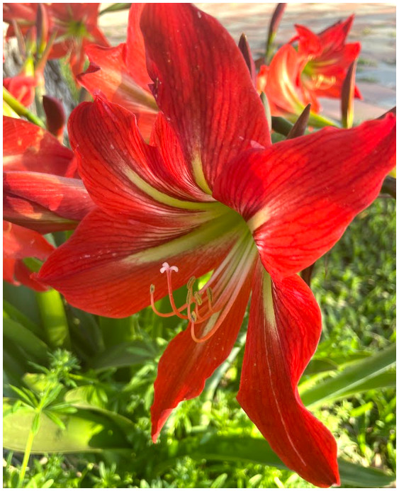 Amaryllis 25 +Seeds
