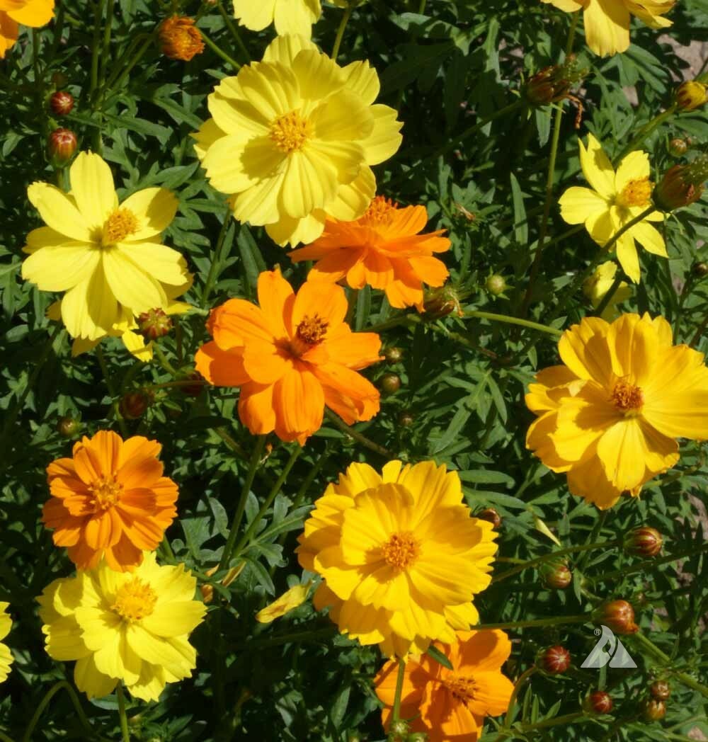 Cosmos SULPHUR DWARF Mix Orange Yellow Gold Butterflies & Bees NonGMO 100 Seeds