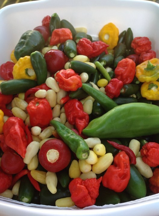 Huge 300,000 Veggie Fruit & Sprout Garden Seeds 50+ Varieties, SURVIVALIST CACHE