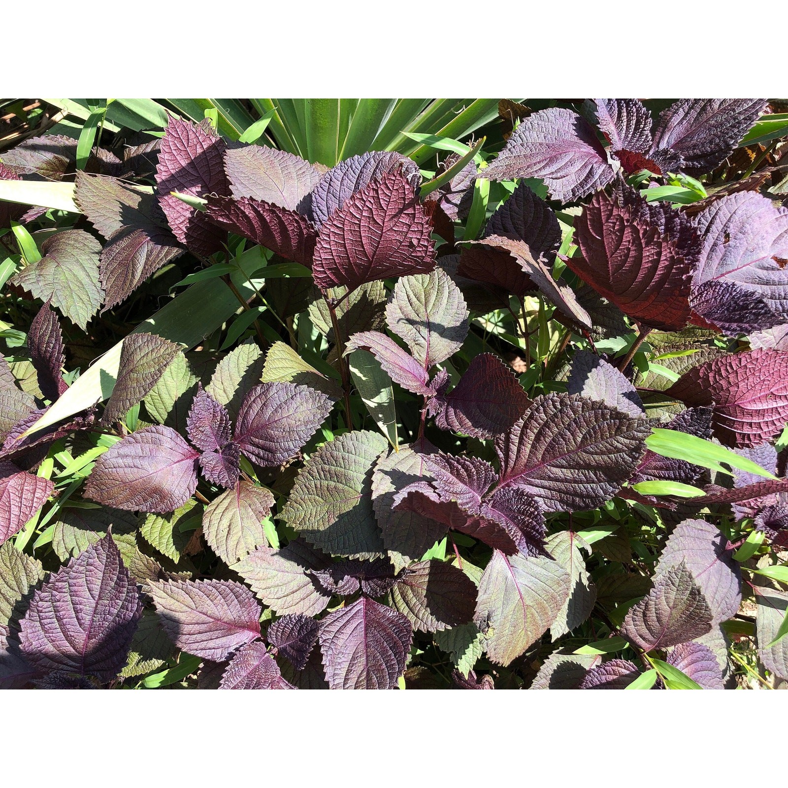 Purple Shiso Perilla Herb Organic Seeds Tia To – Heirloom, Non GMO – 100+ seeds
