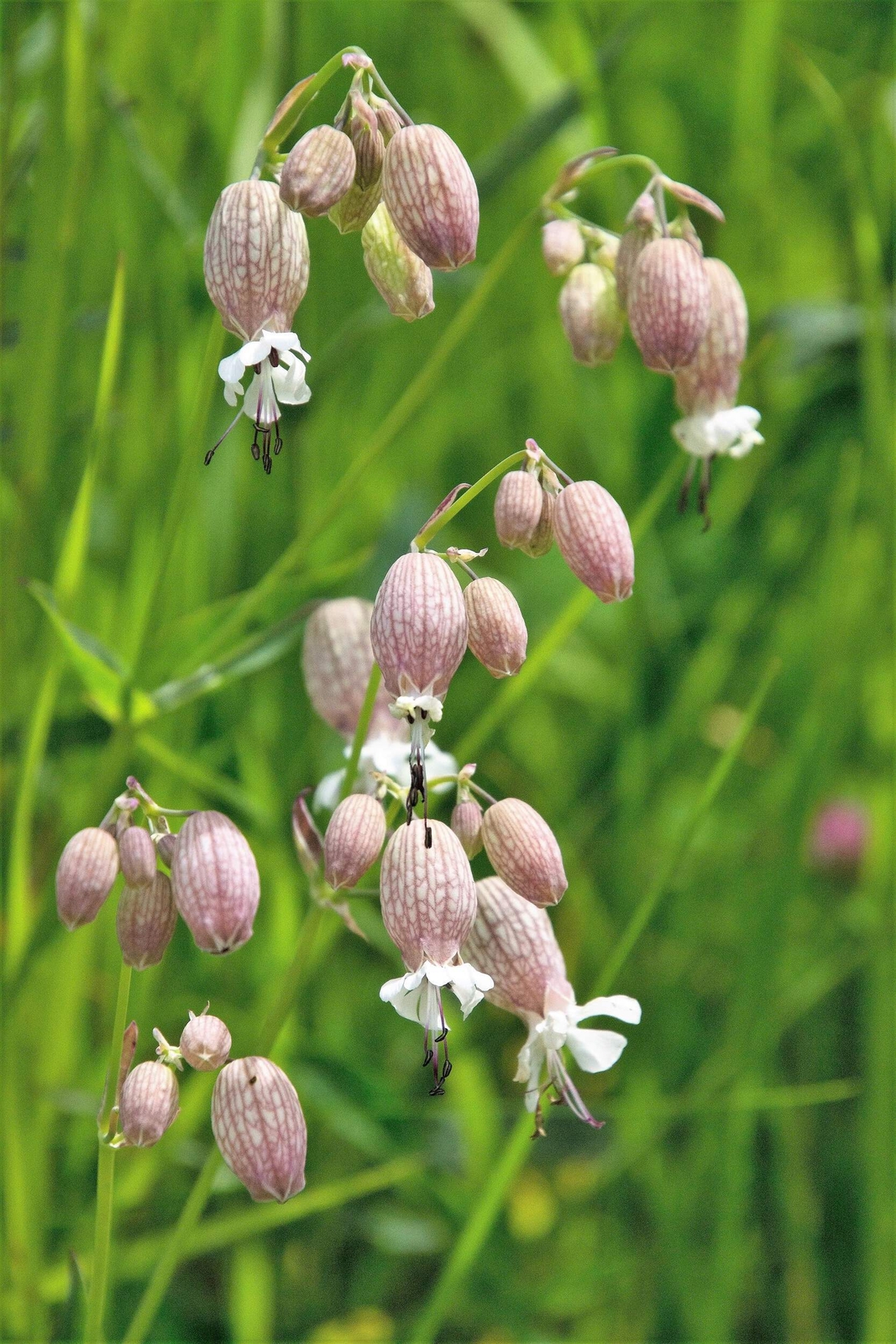 100 MAIDENSTEARS Silene Vulgaris Bladder Campion Pink & White Flower Seeds