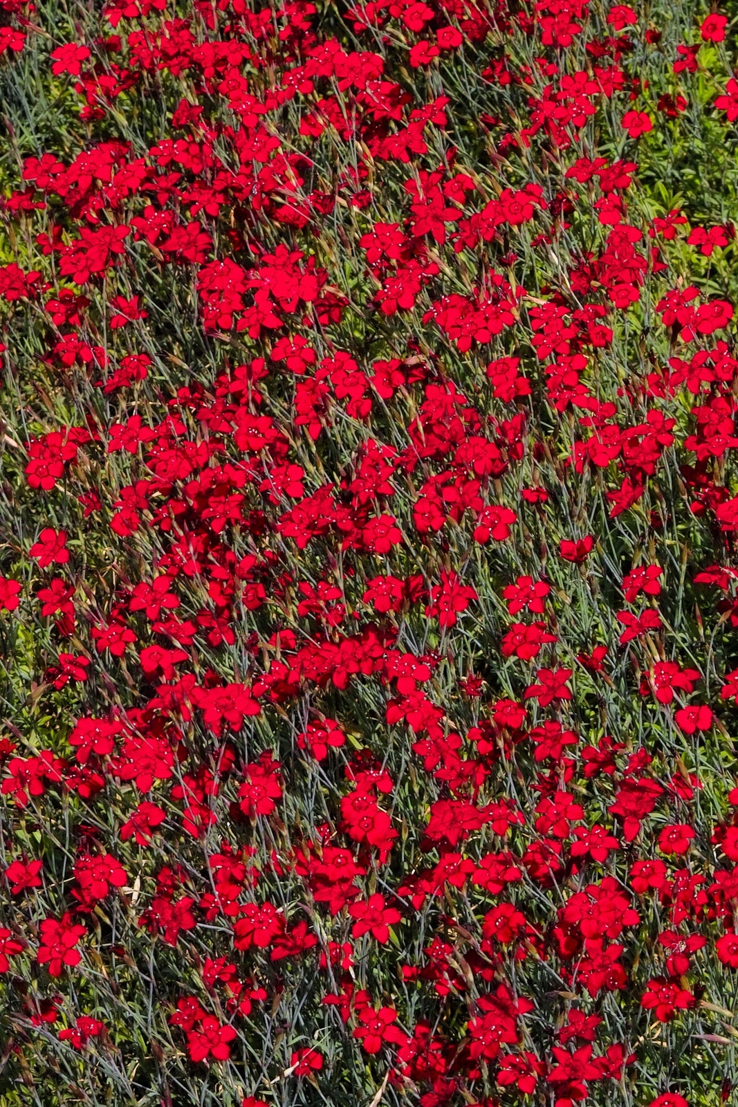 100 RED CARDINAL DIANTHUS Caryophyllaceae Flower Seeds *Flat S/H