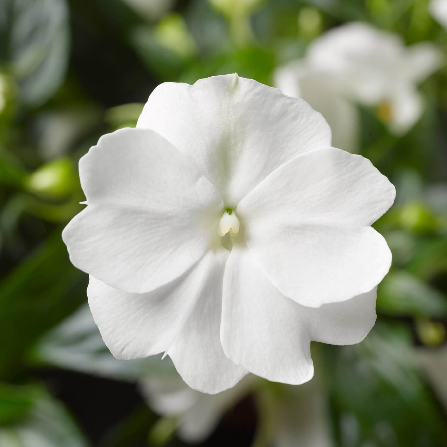 25 Seeds White New Guinea Impatiens Flower Seeds