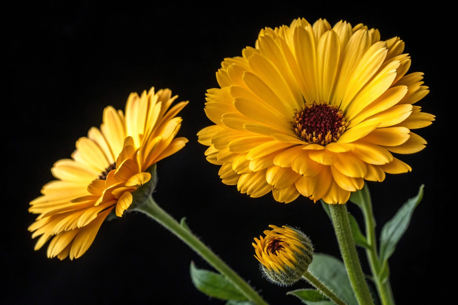 500 Mixed Colors FANCY MIX Pot MARIGOLD Calendula Officinalis Flower Seeds