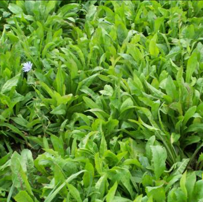 Turtle Greens FORAGE GARDEN MIX Dandelion Plantain Clover Chicory 1500 Seeds!
