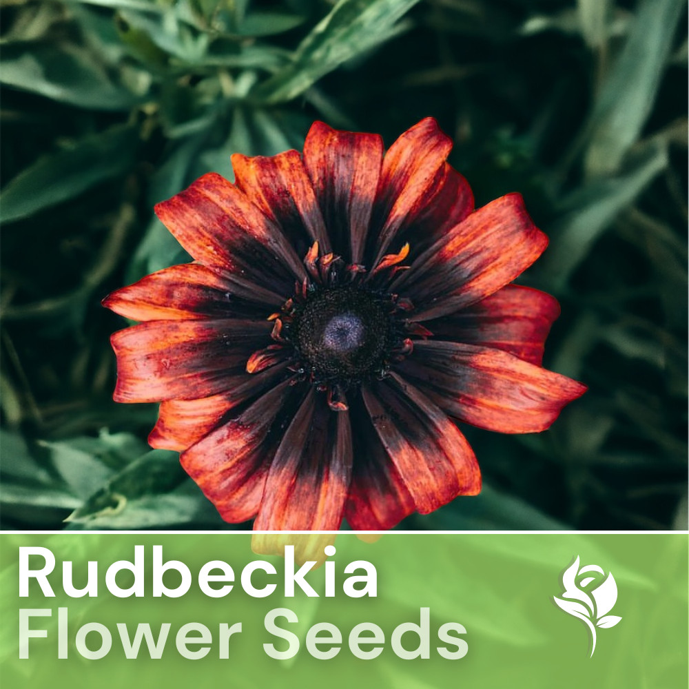 Sunset Black Rudbeckia Seeds 125+ Seeds Annual Flower Seeds Garden