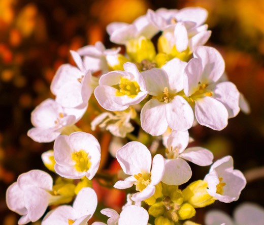 ROCK JASMINE CAUCASIAN Androsace Albana – 10 Seeds
