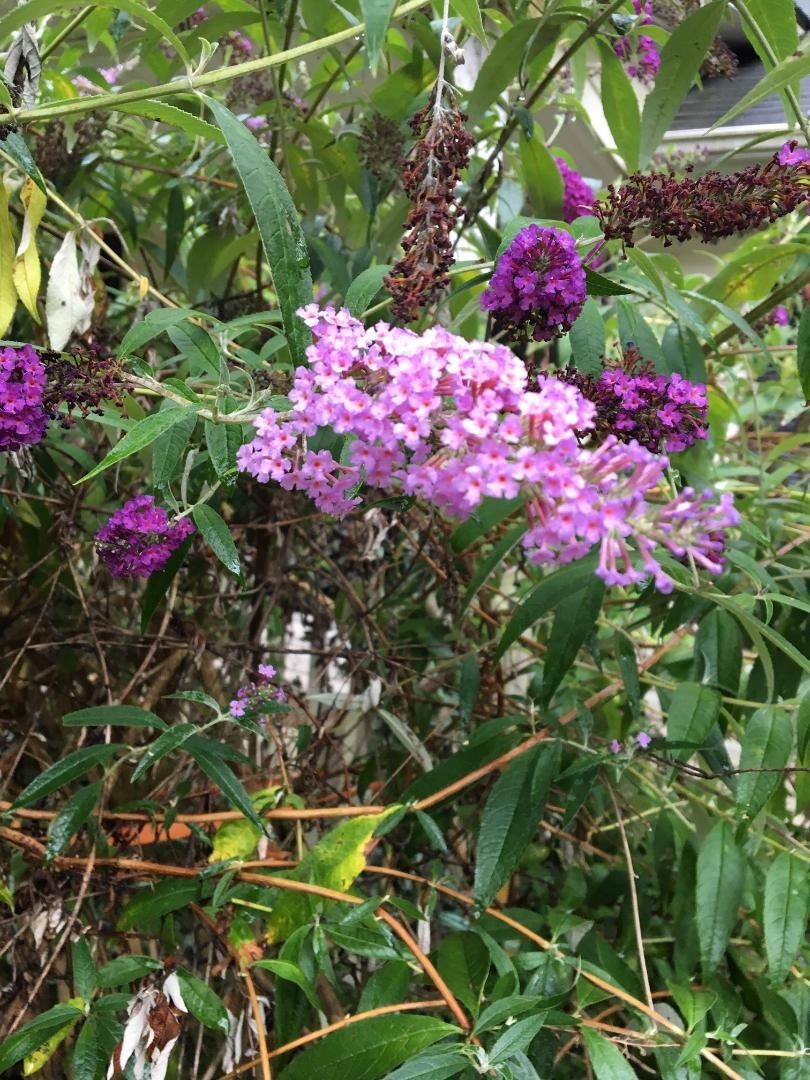 500 + Seeds of PINK Delight Butterfly Budhelia Bush True Perennial USA Seller