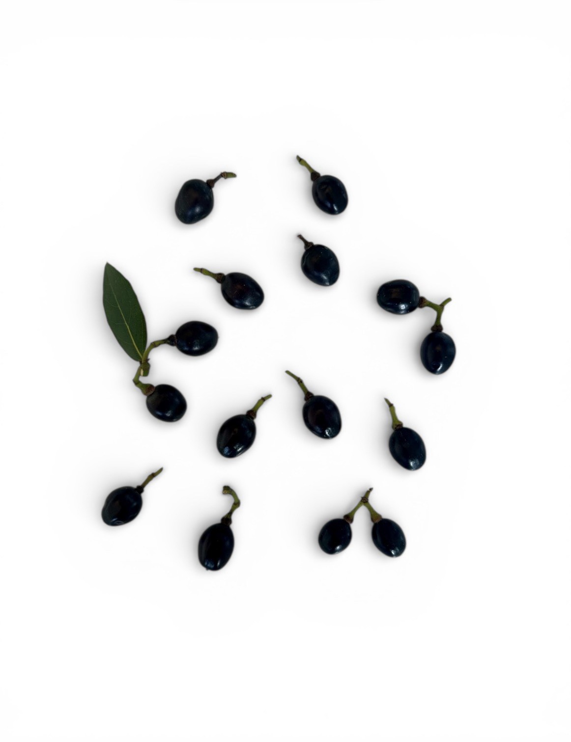 15 PCS Seeds Laurus Nobilis Bay LaurelSweet-Bay Bayleaf