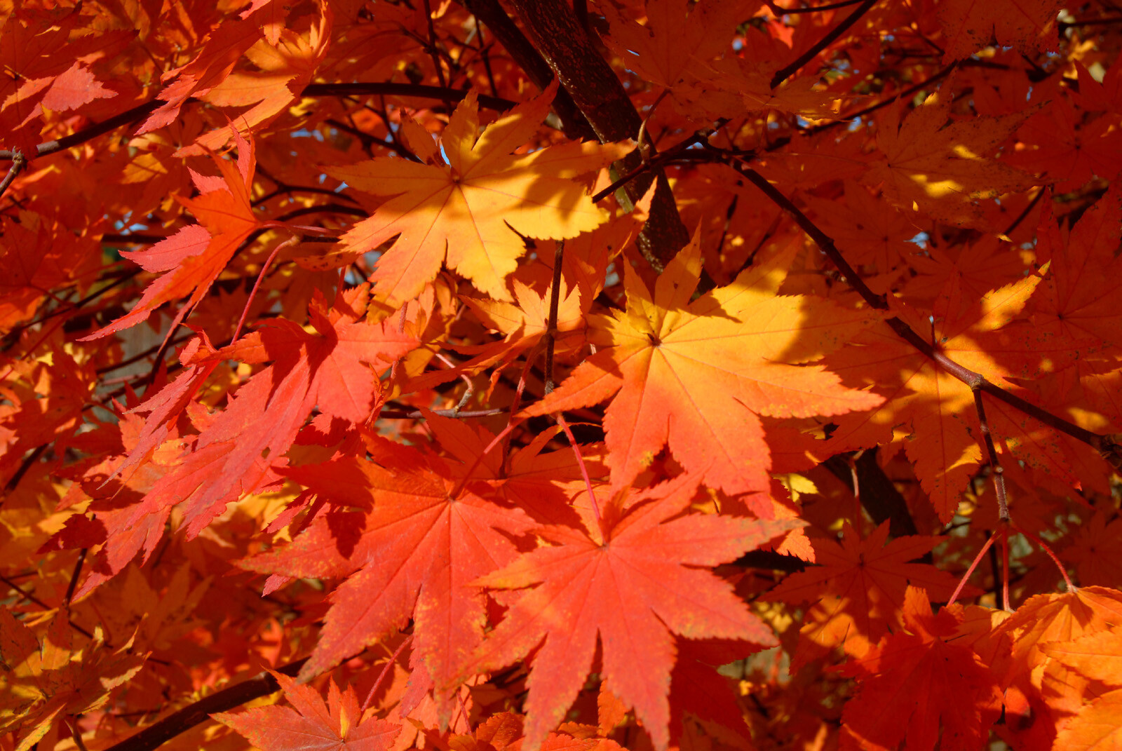 Korean Maple, Acer pseudosieboldianum, Tree Seeds