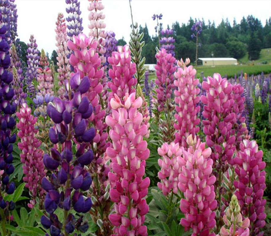20 EXOTIC rare LUPINE SEEDS for garden flower beds plant bush USA SELLER USPS
