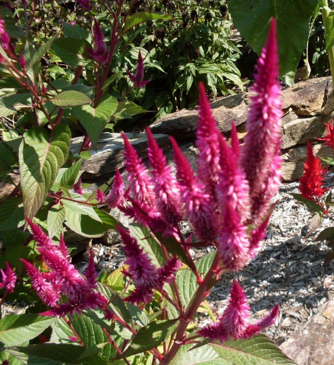 Fuchsia Purple Celway Celosia (300+ Seeds)