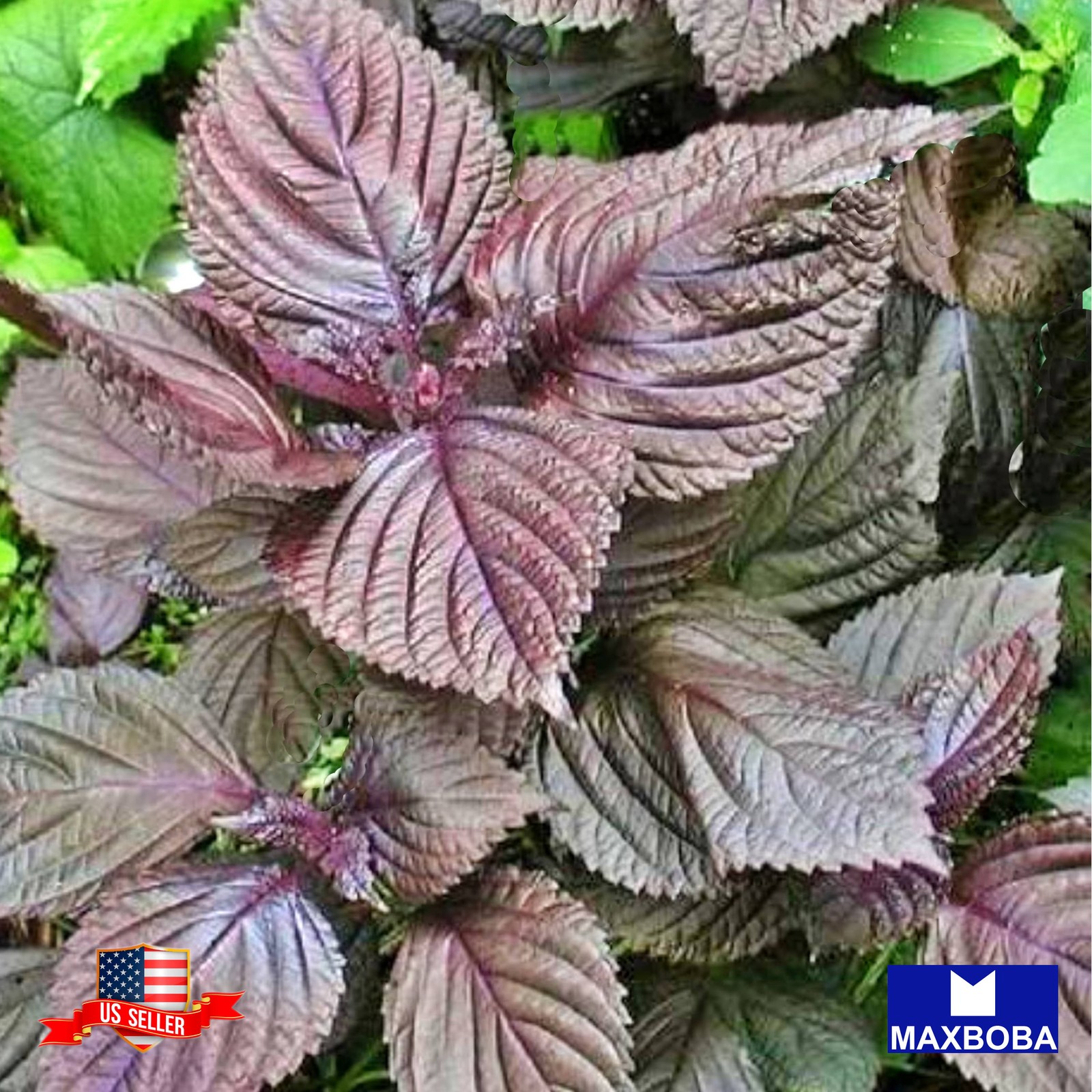650+ Shiso Herb Seeds (Perilla) Purple (Red) – Non-GMO Heirloom BOGO 50% OFF