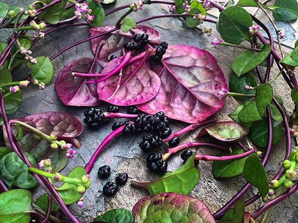 Red Stem Malabar Spinach Seeds | Basella Alba Rubra Ceylon Green Vegetable 2023