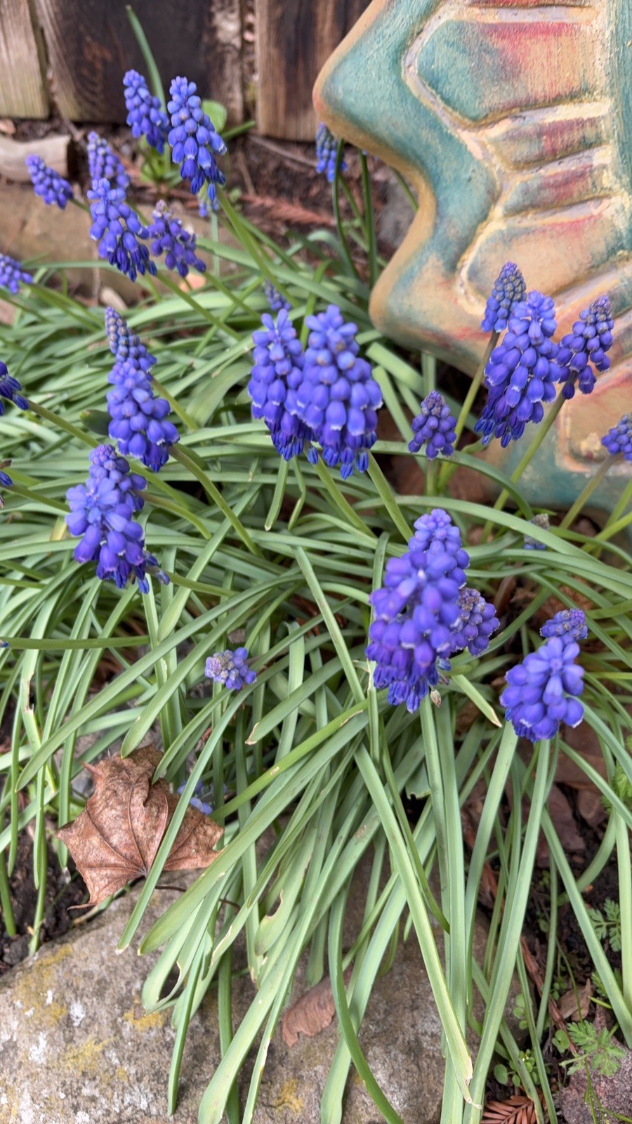 Fresh Grape Hyacinth Bulbs for Planting – muscari Armeniacum- Beautiful Sprin…