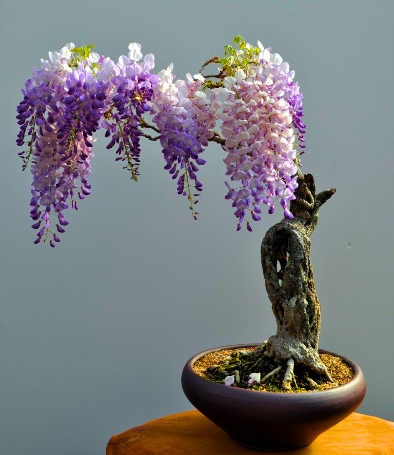 100 Purple Wisteria Flowering Bonsai Tree Seeds & FREE Growing Guide – USA 2026