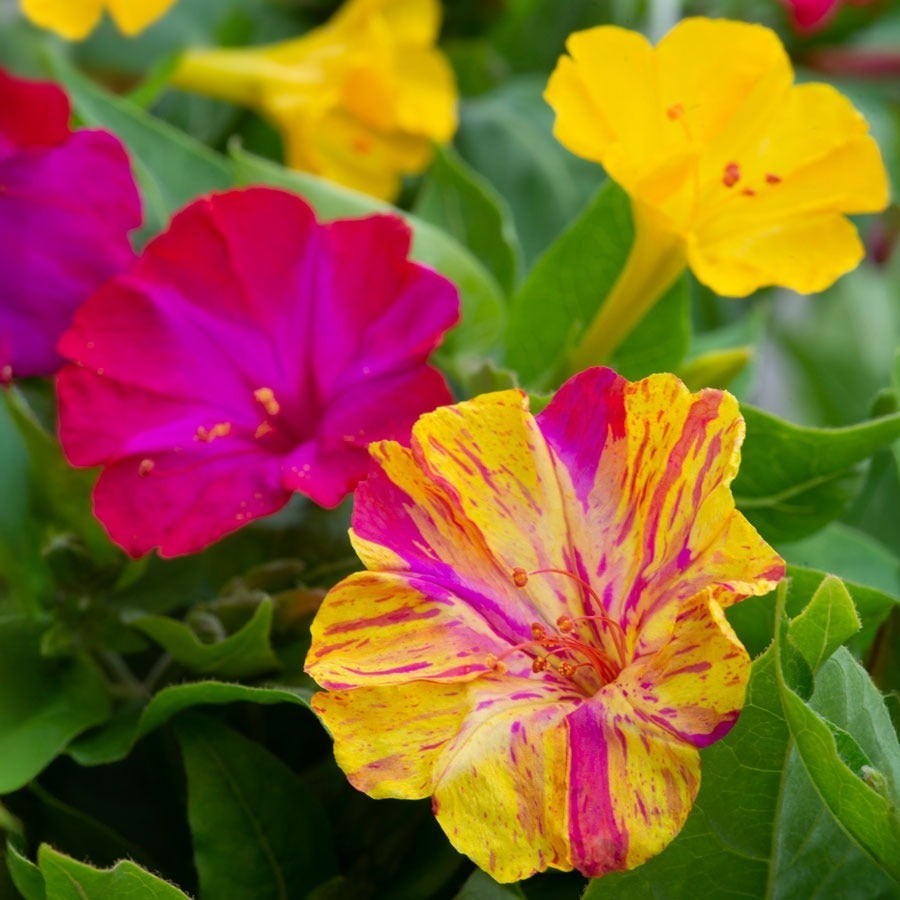 Broken Colors Four O’Clock SEEDS (mirabilis jalapa)