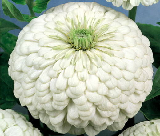 ZINNIA POLAR BEAR Zinnia Elegans – 1,100 Bulk Seeds