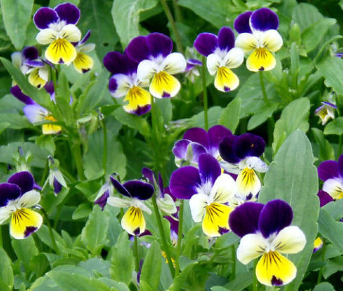 1oz JOHNNY JUMP UP Helen Mount VIOLA Seeds Tricolor Flower (Aprx 49,000 Seeds)