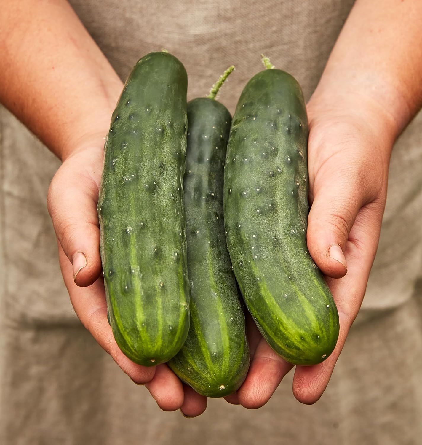 Non-GMO Marketmore 76 Slicing Cucumber Seeds – 125 Count for Home Garden