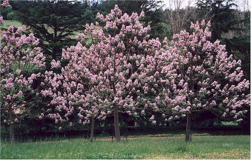 BULK 100 SEEDS *WORLDS FASTEST GROWING TREE *ROYAL EMPRESS TREE * PRINCESS TREE