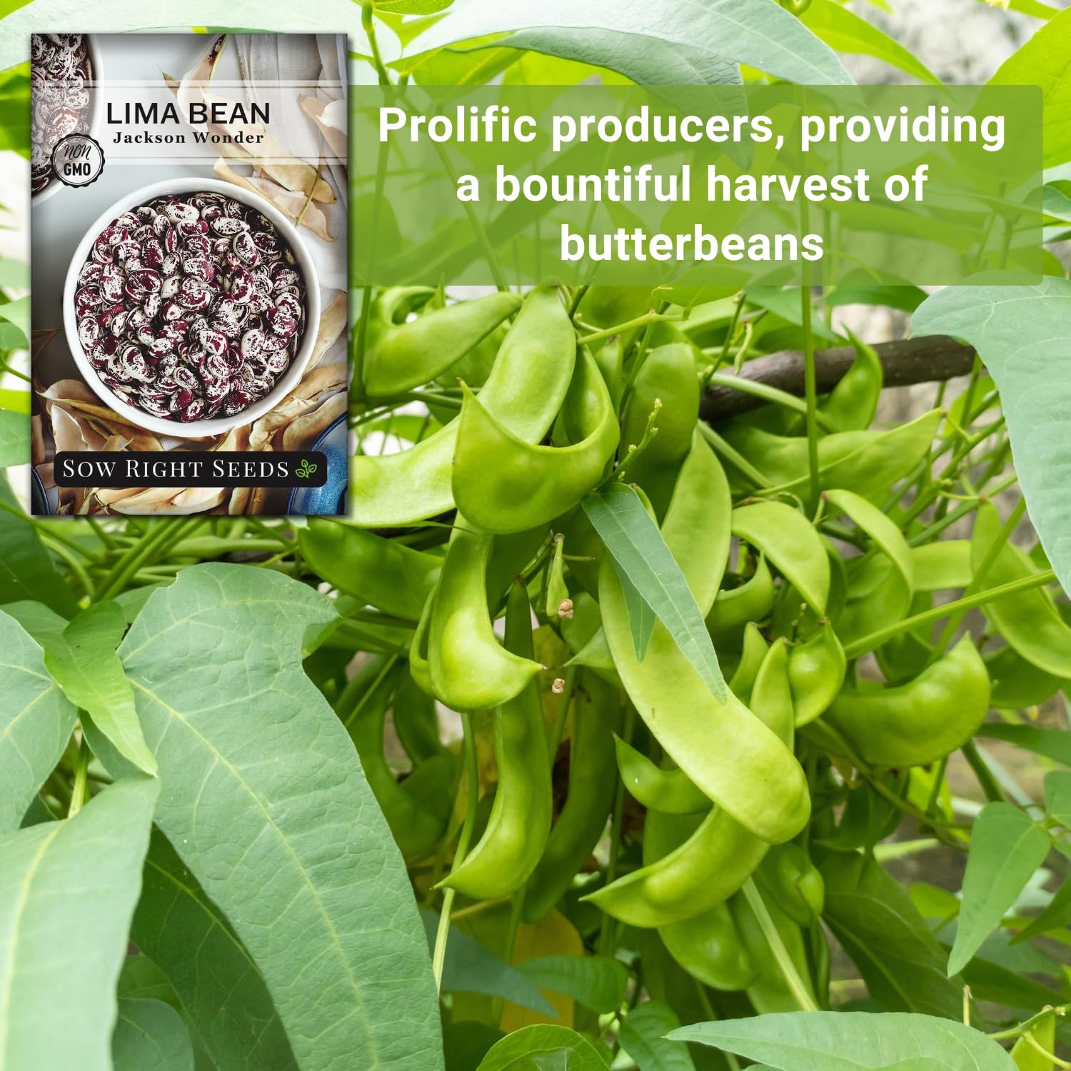 Jackson Wonder Lima Bean Seeds – Non-GMO Heirloom for Home Garden Planting