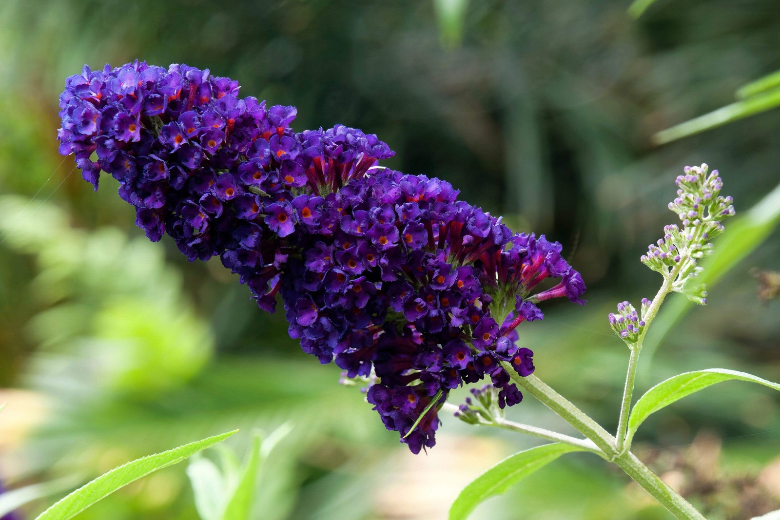 100 MIXED COLORS BUTTERFLY BUSH Buddleia Davidii Flower Seeds *Flat S/H