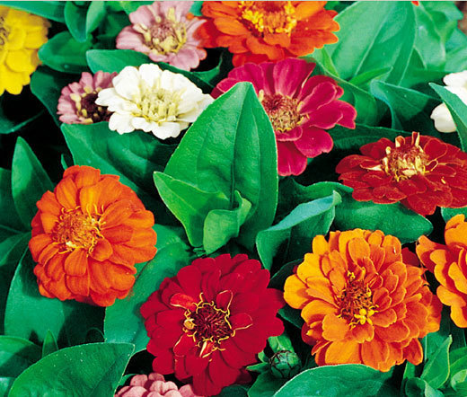 ZINNIA THUMBELINA DWARF MIXED COLORS Zinnia Elegans – 10,000 Bulk Seeds