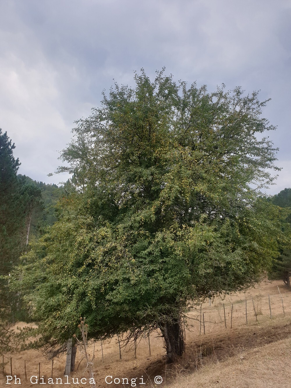 French Wild Apple Tree | Premium Seeds | Malus sylvestris ‘Spring’ | Plants’®
