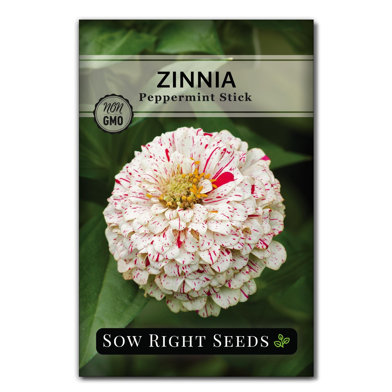 – Peppermint Stick Zinnia Seeds for Planting – Non-GMO Heirloom Packet to Pla…