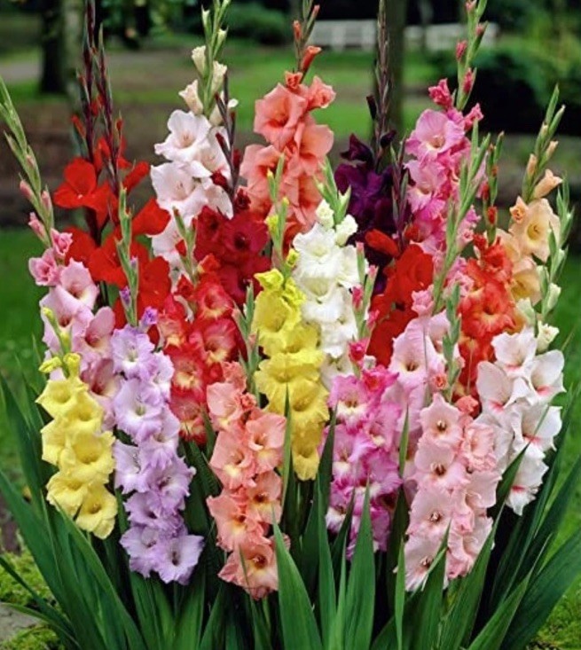 Gladiolus Twenty Mixed Color Blend Tall Flower Bulbs Corms 10/12CM