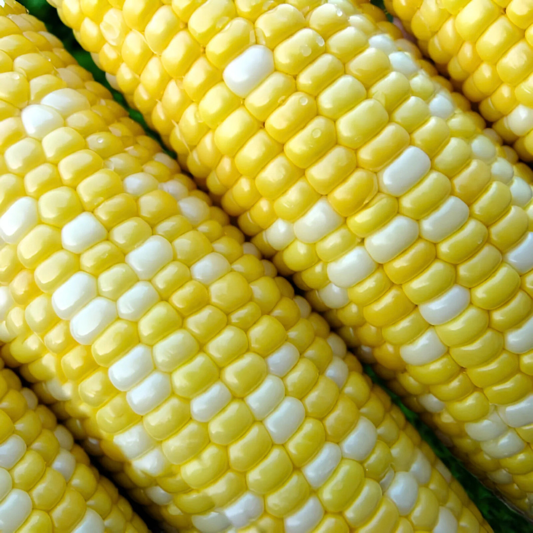 Fresh Peaches and Cream Corn Seeds | Sweet | Heirloom Non-GMO | Vegetable Seeds