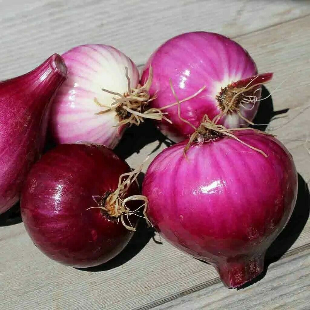 401+RED GRANO SWEET ONION Seeds Short Day Organic Spring Fall Vegetable Garden