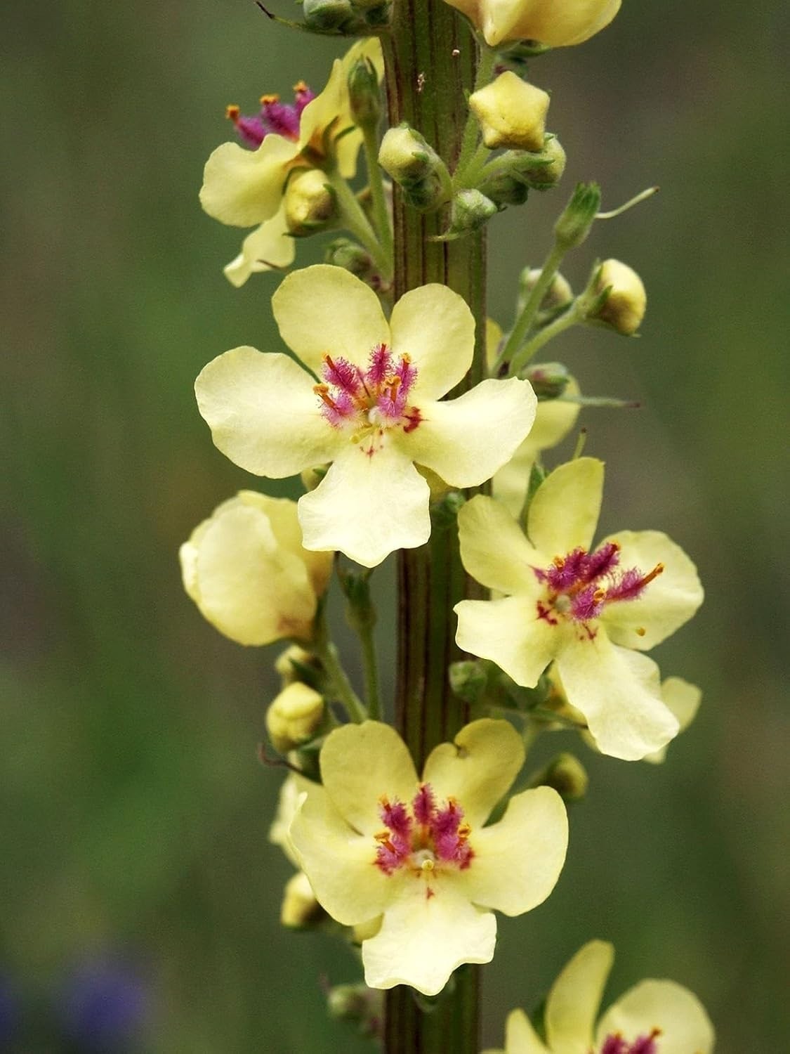 Open-Pollinated Mullein Seeds – Non-GMO Herb Seeds with Vibrant Yellow Blooms