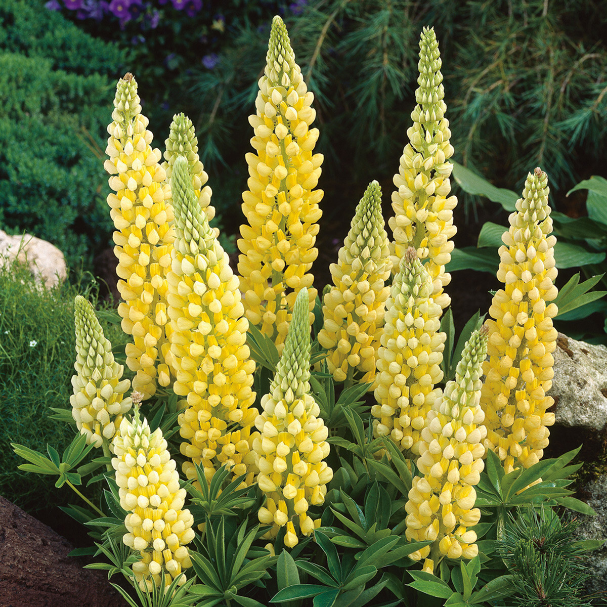 45 SEEDS – YELLOW LUPINE GroCo USA – BUY ANY 15 – SHIPS FREE