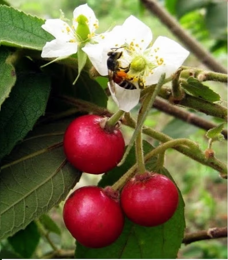Jamaican Cherry aka Strawberry Tree Muntingia calabura ~ Rooted Starter Plant