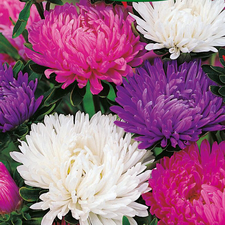 Giants Of California Aster Seeds | Non-GMO | Free Shipping | Seed Store | 1230