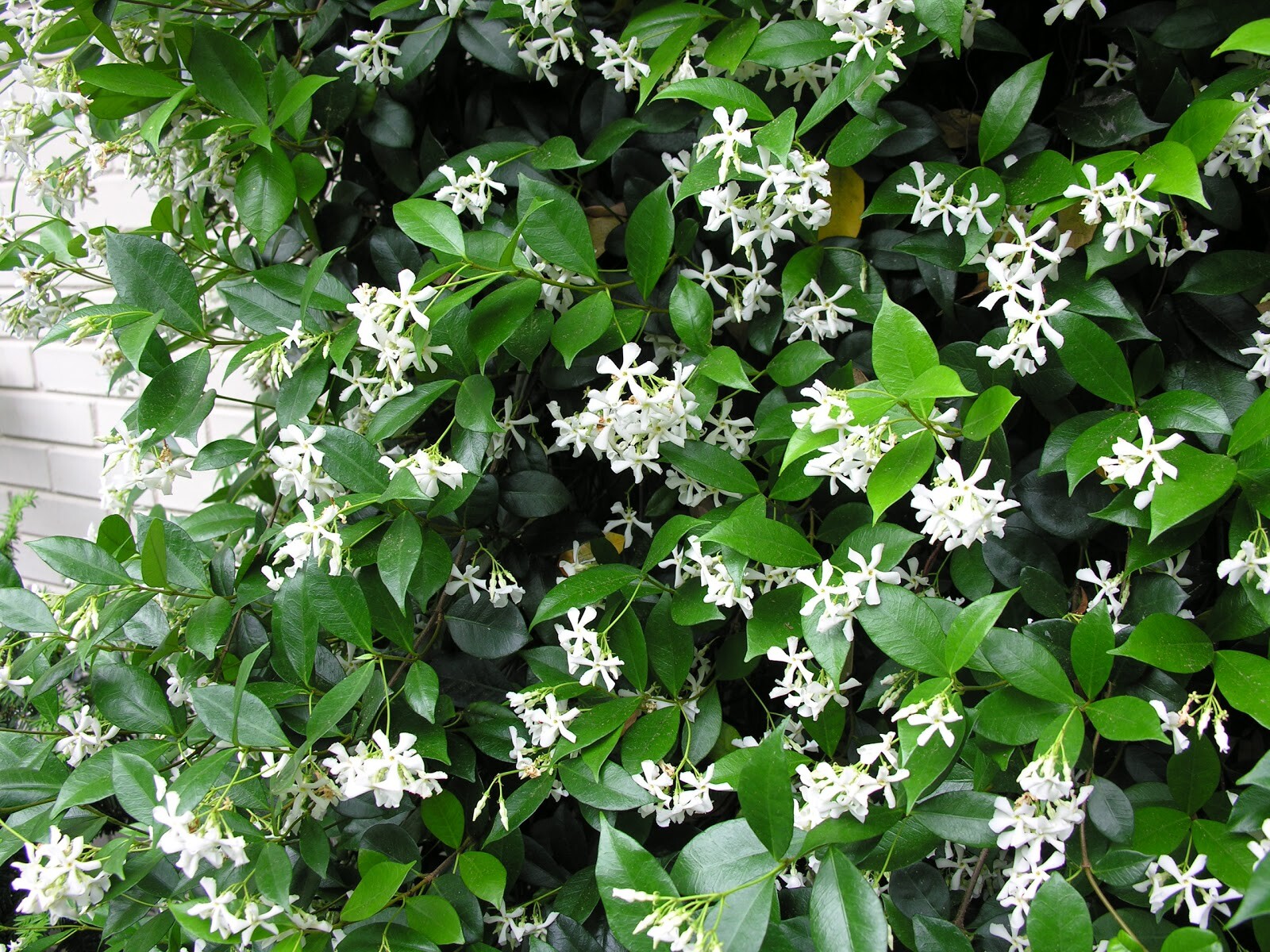 ~~CONFEDERATE STAR JASMINE~~Rooted STARTER Plant~~Extremely Fragrant Vine~~USA